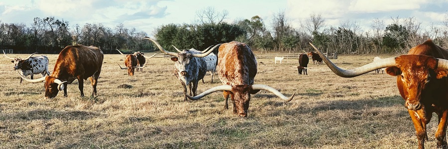 A Texas-Sized Fraud: Bookkeeper Embezzles $29M from Texas Family